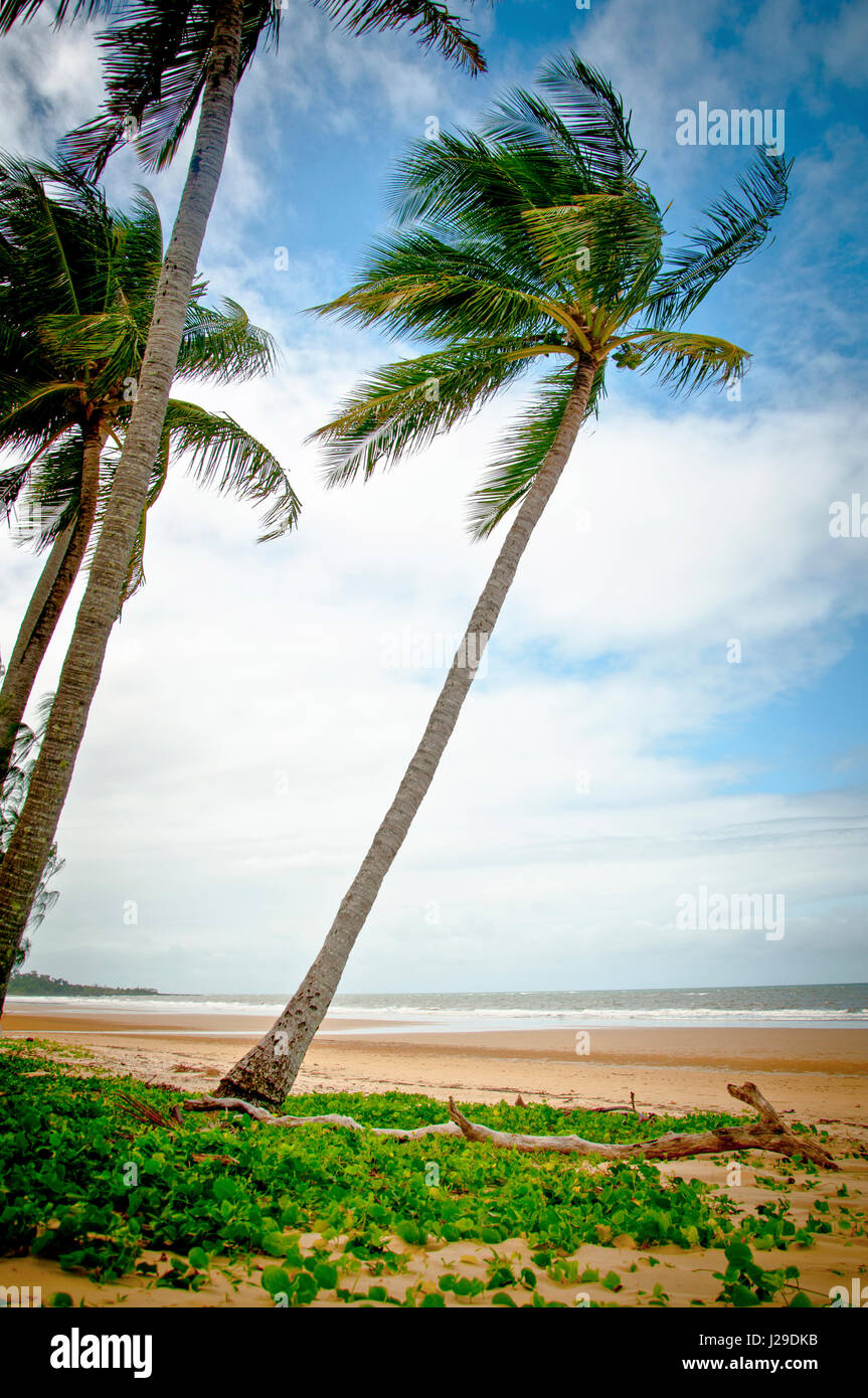 Palm Trees in Australia Queensland Stock Photo Alamy
