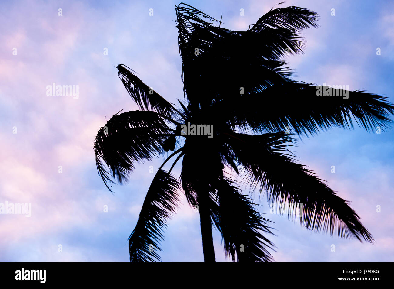 Palm Trees in Australia Queensland Stock Photo Alamy