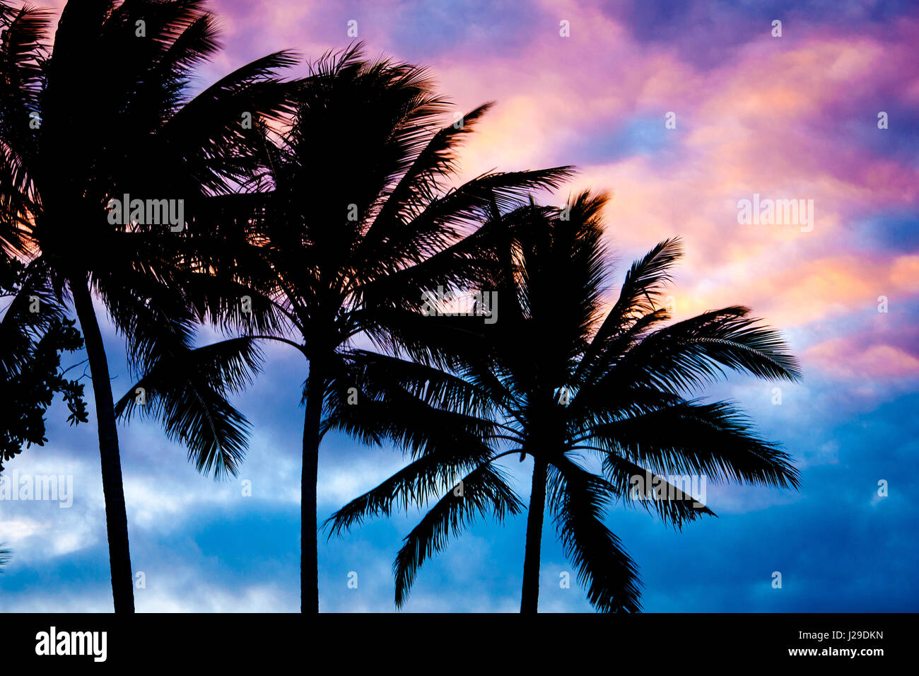 Palm Trees in Australia Queensland Stock Photo Alamy