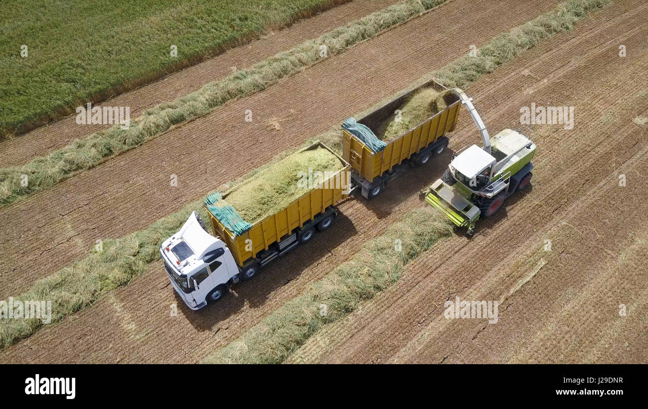 Combine harvesting a green field and unloads wheat onto a double trailer truck - Top down aerial footage Stock Photo