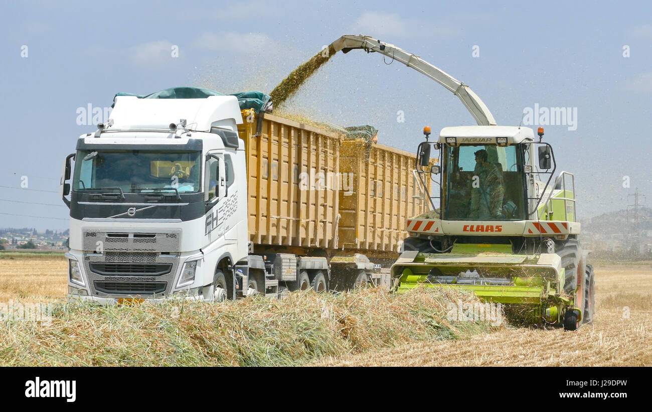 Combine harvesting a green field and unloads wheat for Silage onto a double trailer truck Stock Photo