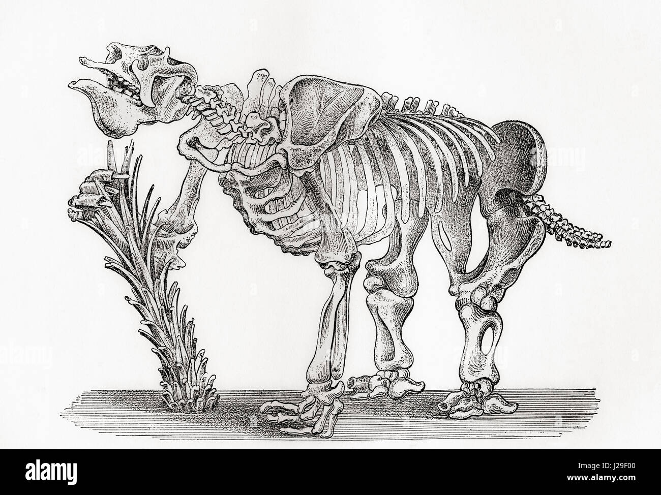 Skeleton of a Megatharium.  From The World's Foundations or Geology for Beginners, published 1883. Stock Photo