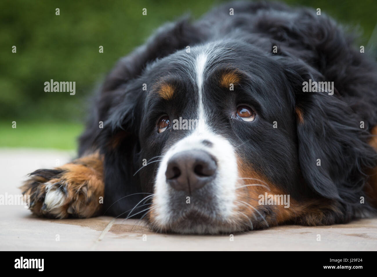 Female Bernese Mountain Dog, domestic dog (Canis lupus familiaris), lying on ground, looking up, portrait, Germany Stock Photo