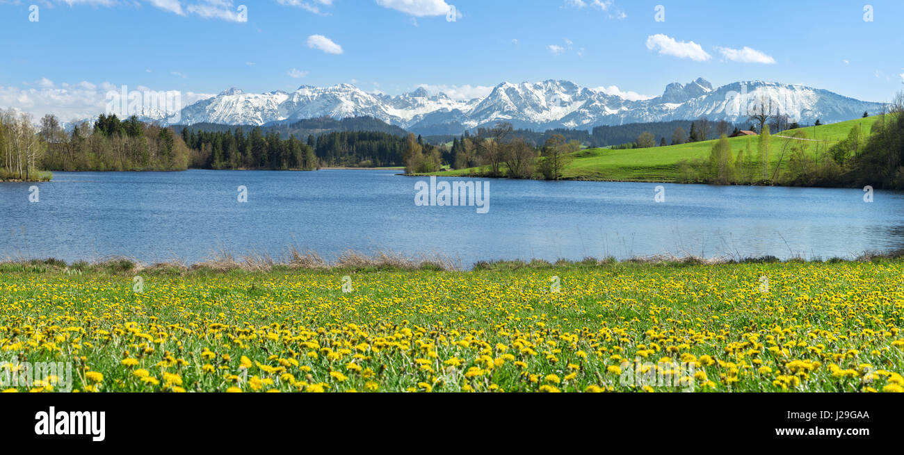 Beautiful flower meadow at alpine lake and snow covered mountains. Stock Photo