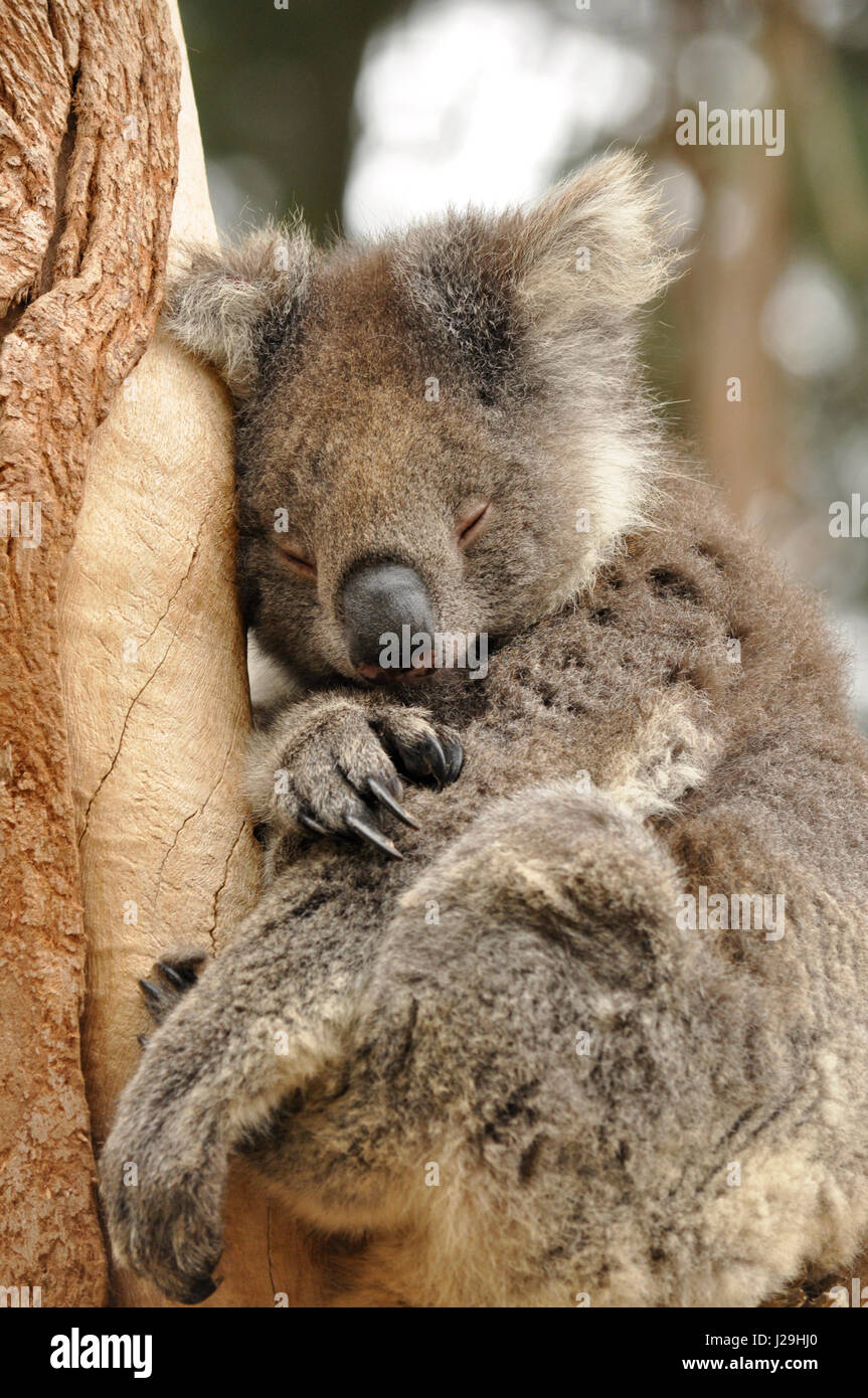 The australian koala ( Phascolarctos cinereus ), a marsupial also