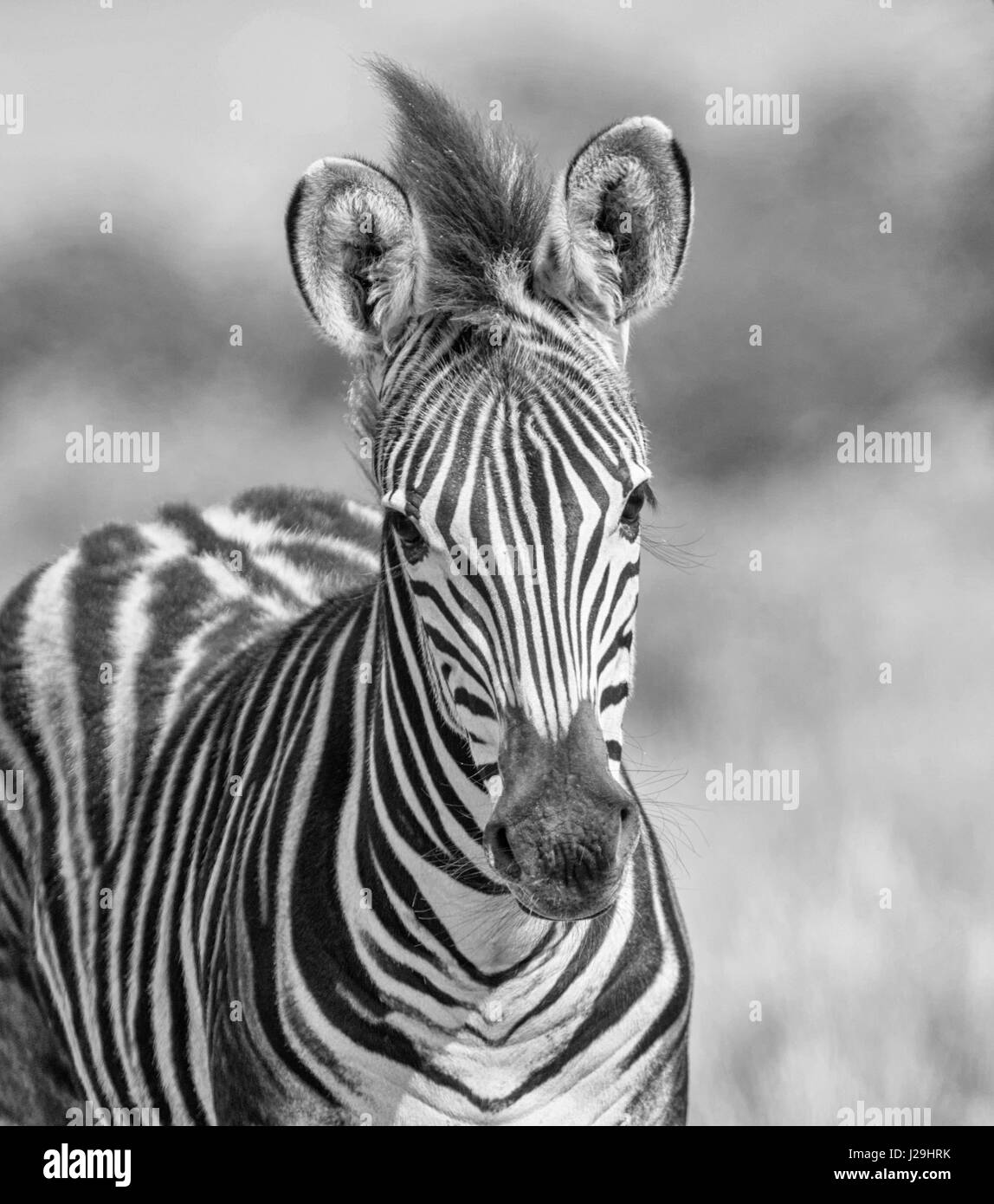 A young Burchell's Zebra in Southern African savannah Stock Photo Alamy