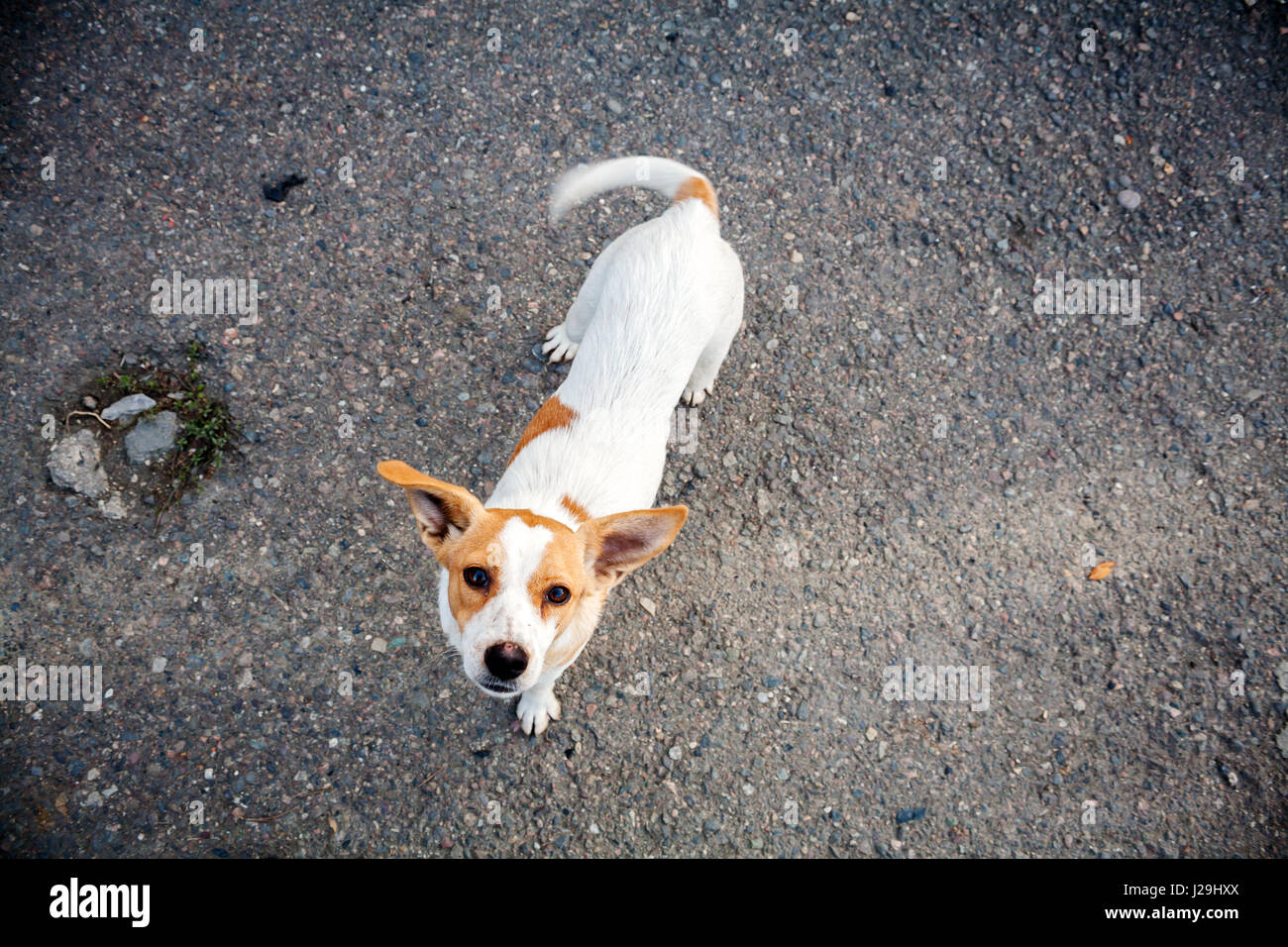 Homeless dog asking for food Stock Photo Alamy