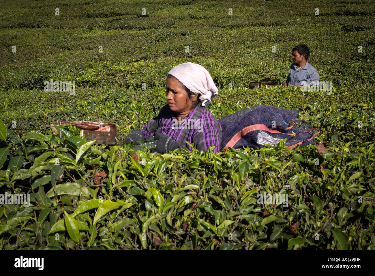 Tea harvest on the hill plantations near the city of Munnar Stock Photo