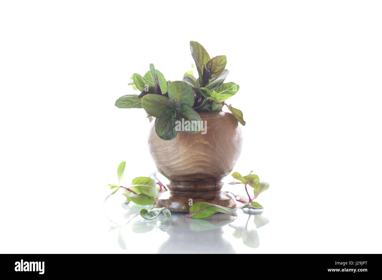 A bunch of fresh spring mint in a wooden vase Stock Photo