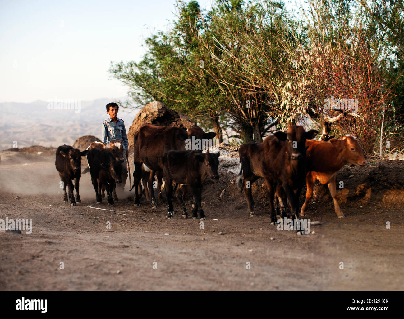 shepherd boy in varzaghan city after earthquake Tabriz province,IRAN