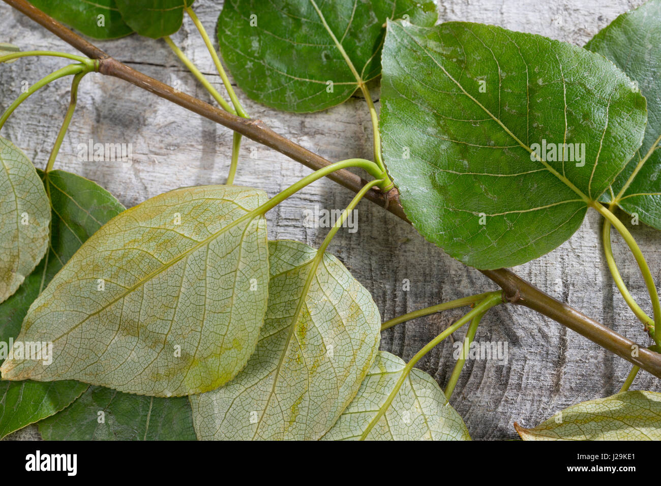 Balsam-Pappel, Balsampappel, Blatt, Blätter, Populus spec., balsam poplar, leaf, leaves Stock Photo