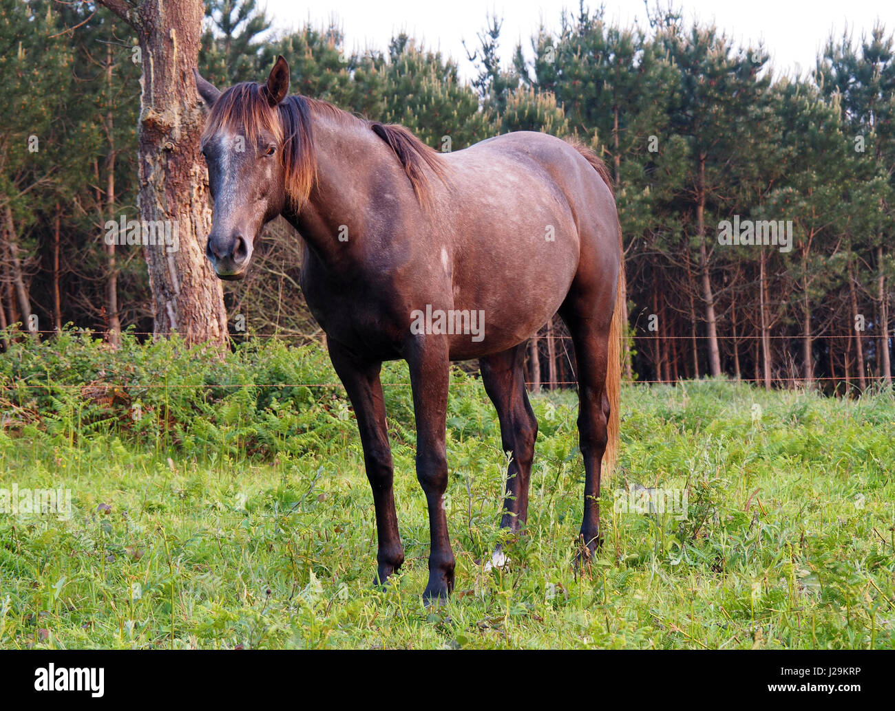 View of a brown horse in a green field Stock Photo - Alamy