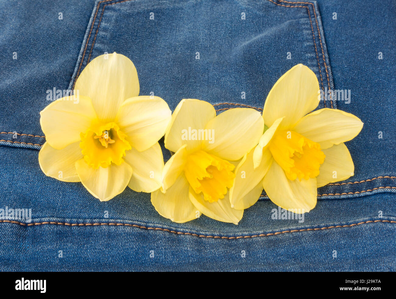 Closeup of three beautiful yellow narcissus flowers in a new blue denim jeans pocket with copy space. Stock Photo