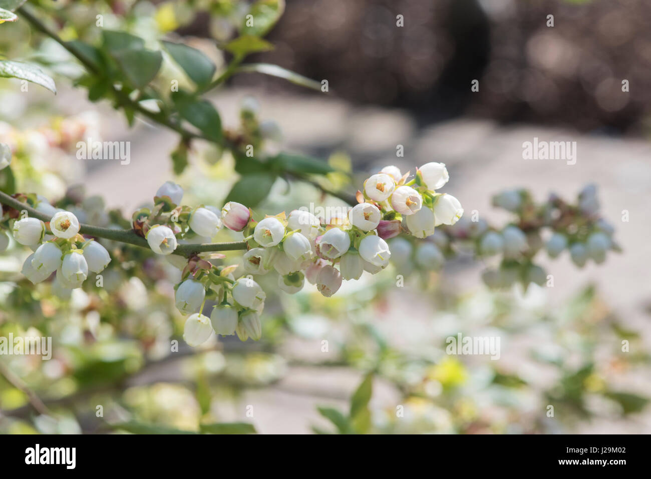Vaccinium corymbosum. Blueberry 'Earliblue' flowers in April. UK Stock