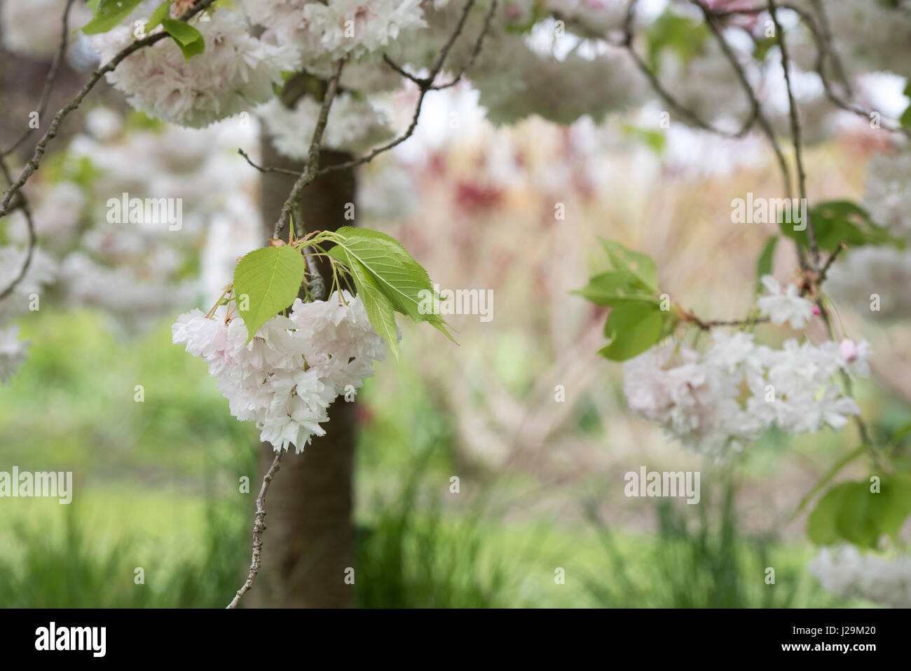 Prunus shogetsu. Japanese flowering cherry blossom Stock Photo Alamy