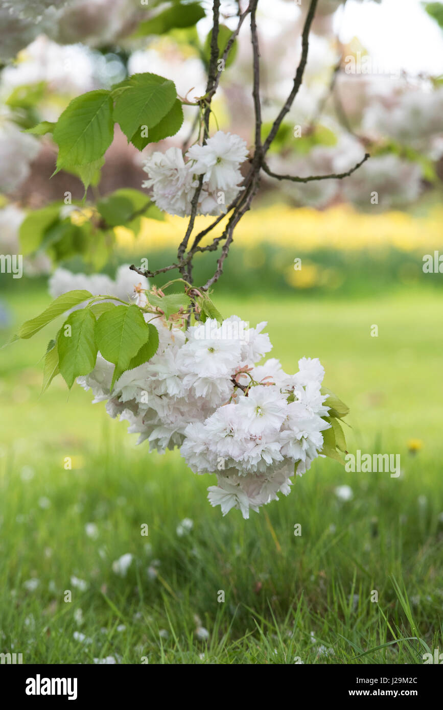 Prunus shogetsu. Japanese flowering cherry blossom Stock Photo Alamy