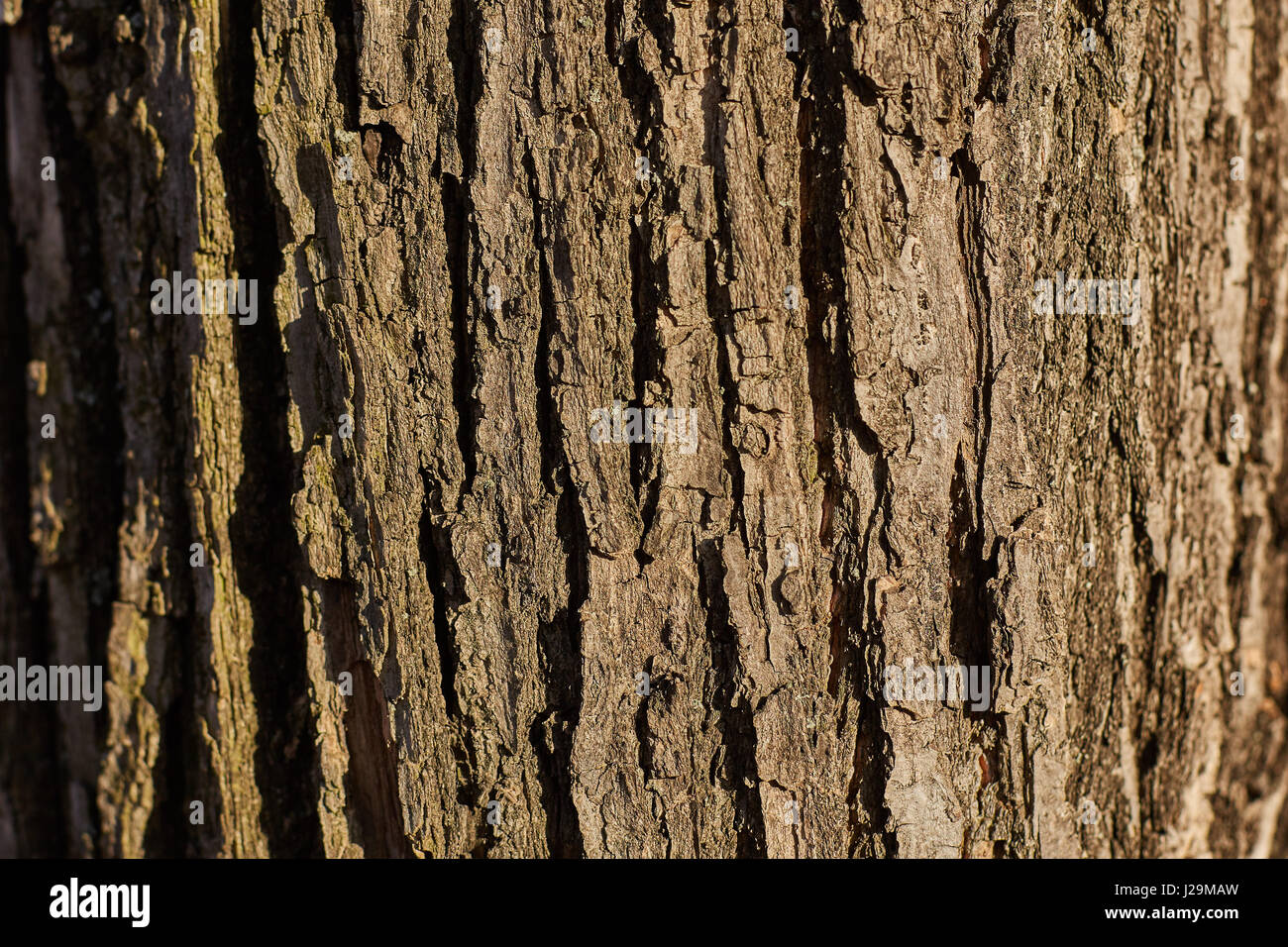 Old Wood Tree Texture Background Pattern Stock Photo - Alamy