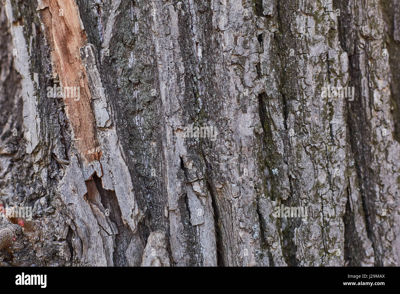 Old Wood Tree Texture Background Pattern Stock Photo - Alamy