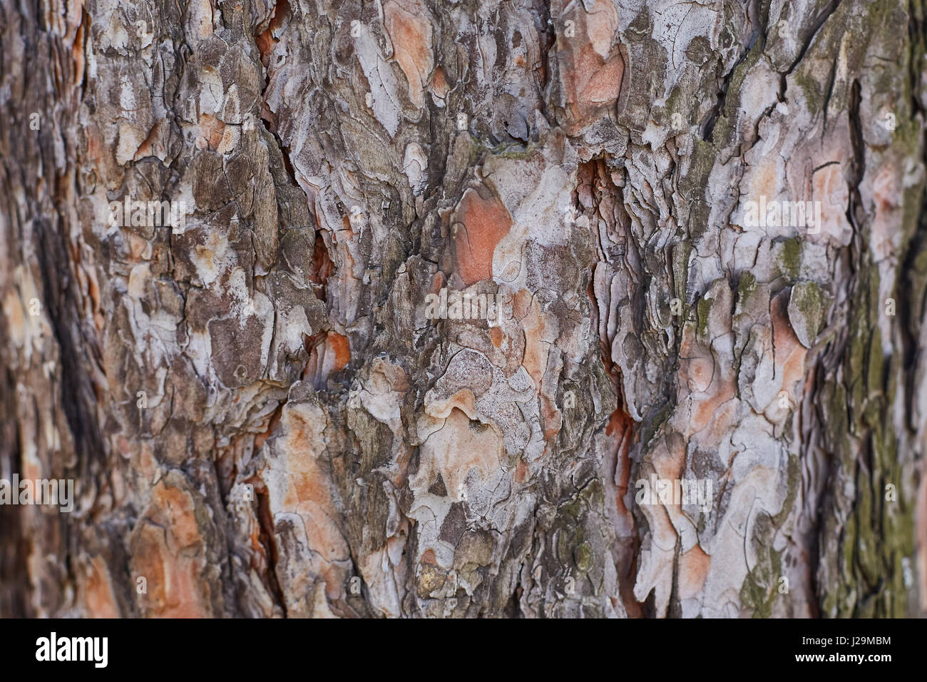 Old Wood Tree Texture Background Pattern Stock Photo - Alamy