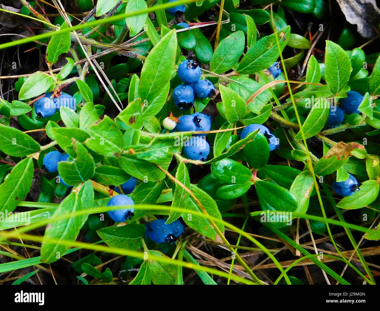 Wild blueberries in a Canadian forest. Stock Photo