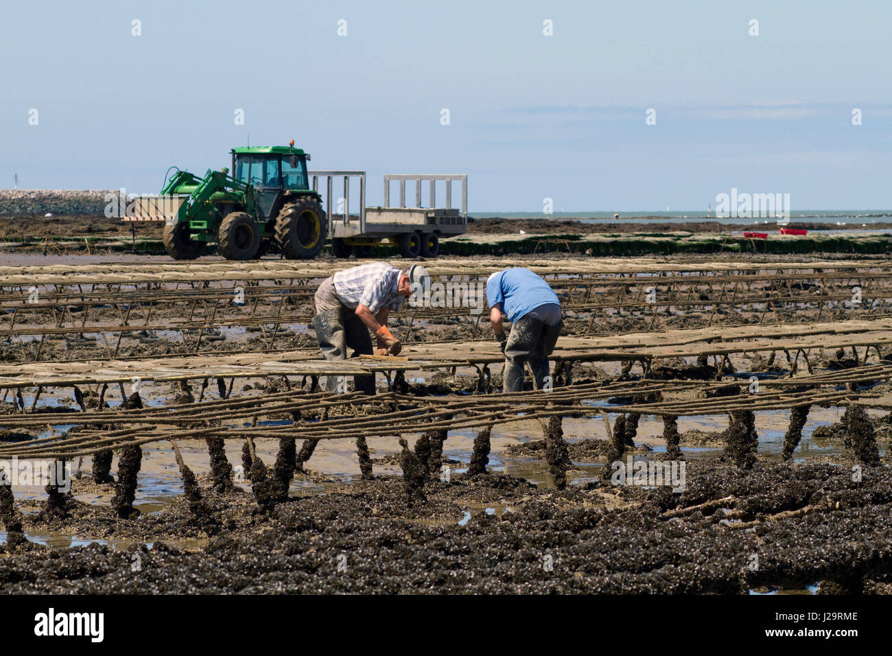 France, NorthWestern France, La PlainesurMer, Port Giraud, work in a mussel bed at low tide
