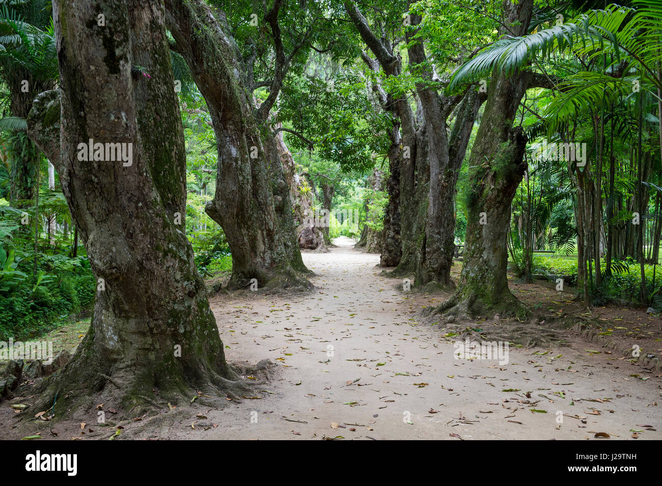 Gnarled old-growth mango trees line a dirt path in the botanic garden in  Rio de Janeiro Stock Photo - Alamy
