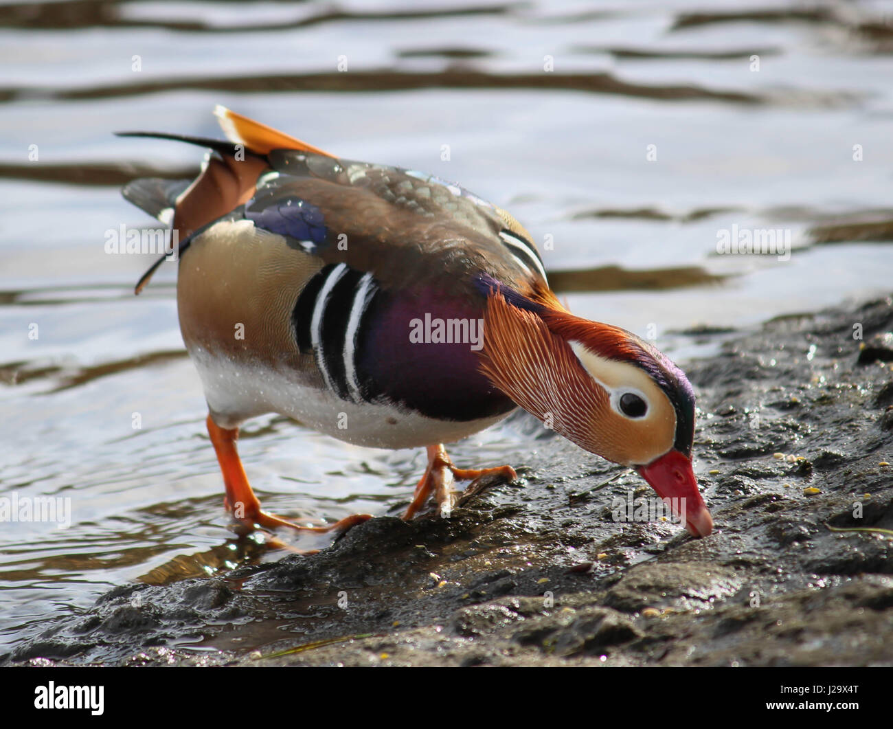 Mandarin Duck - East Asian bird Stock Photo