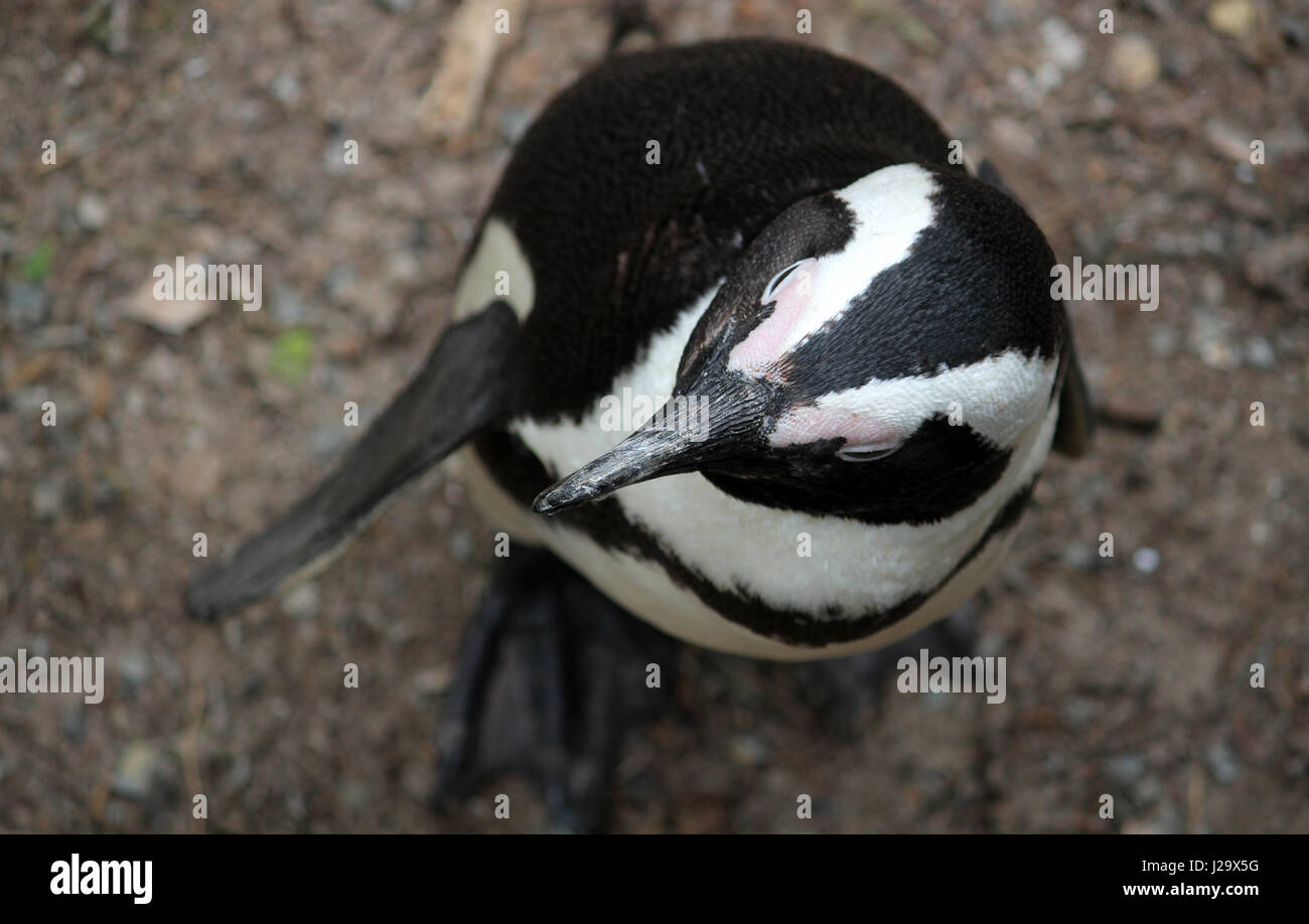 Penguin at Boulders beech posing Stock Photo