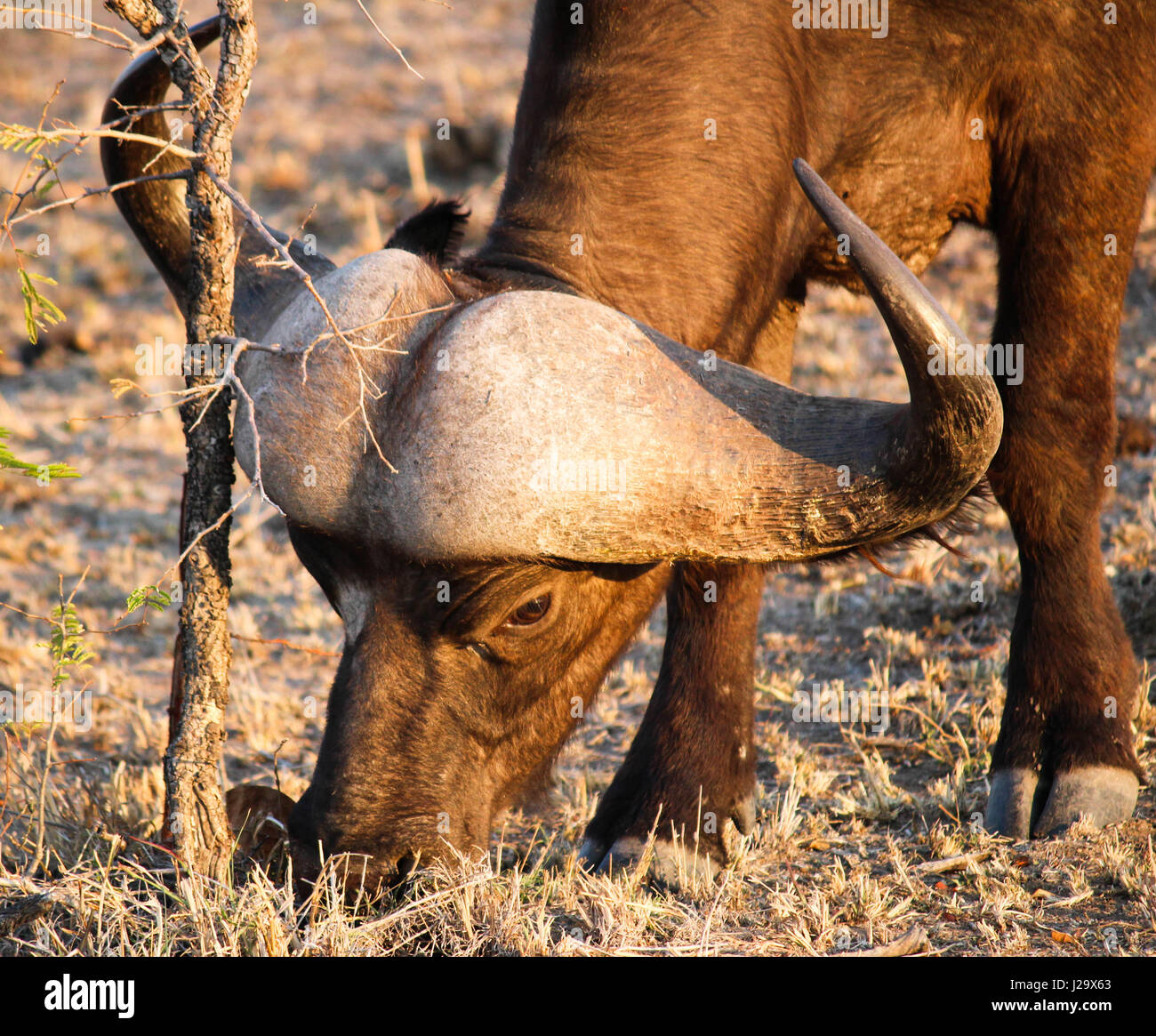 Buffalo grazing arid climate Stock Photo