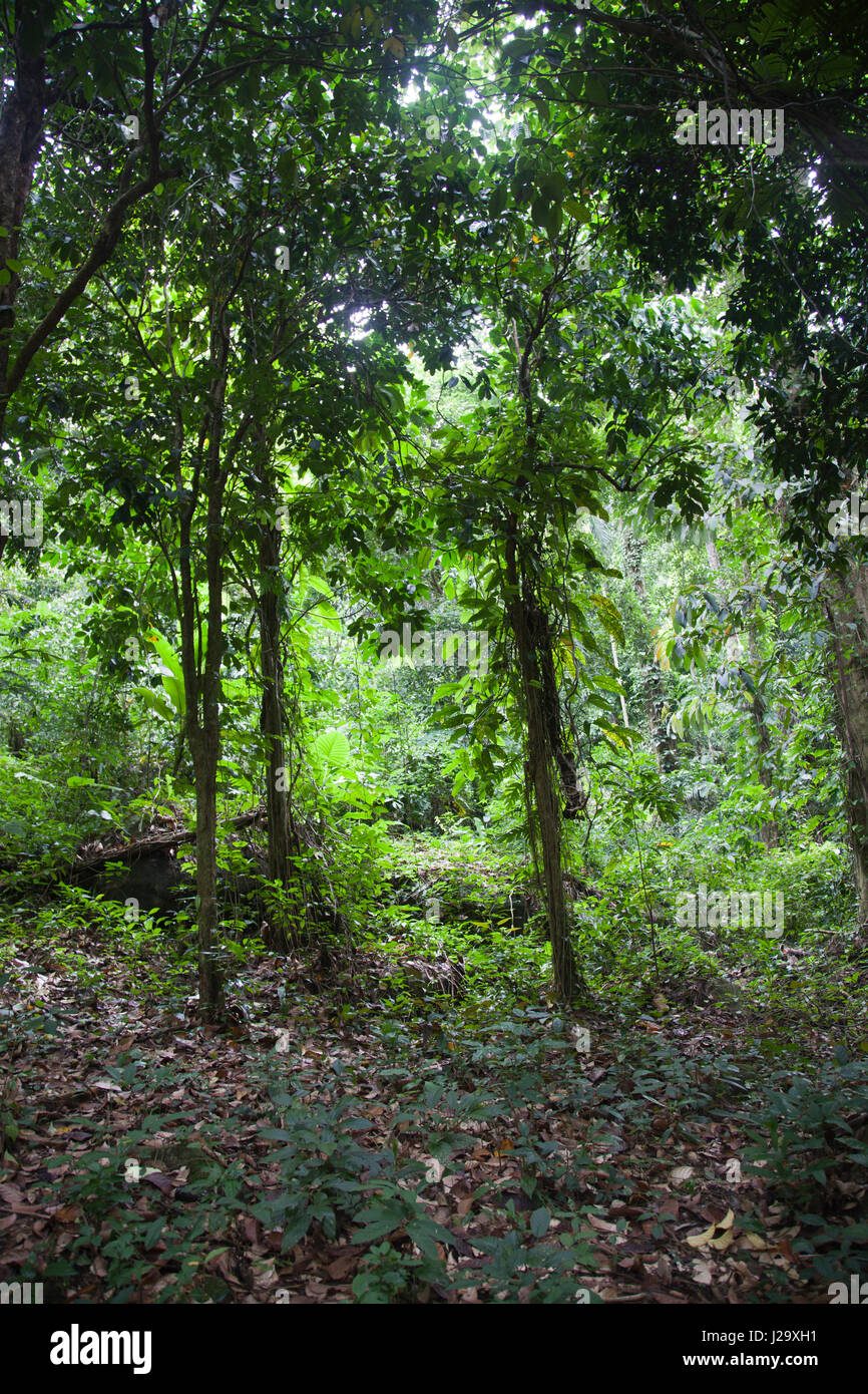 Hin Lad waterfalls Vegetation in Ko Samui, Thailand Stock Photo