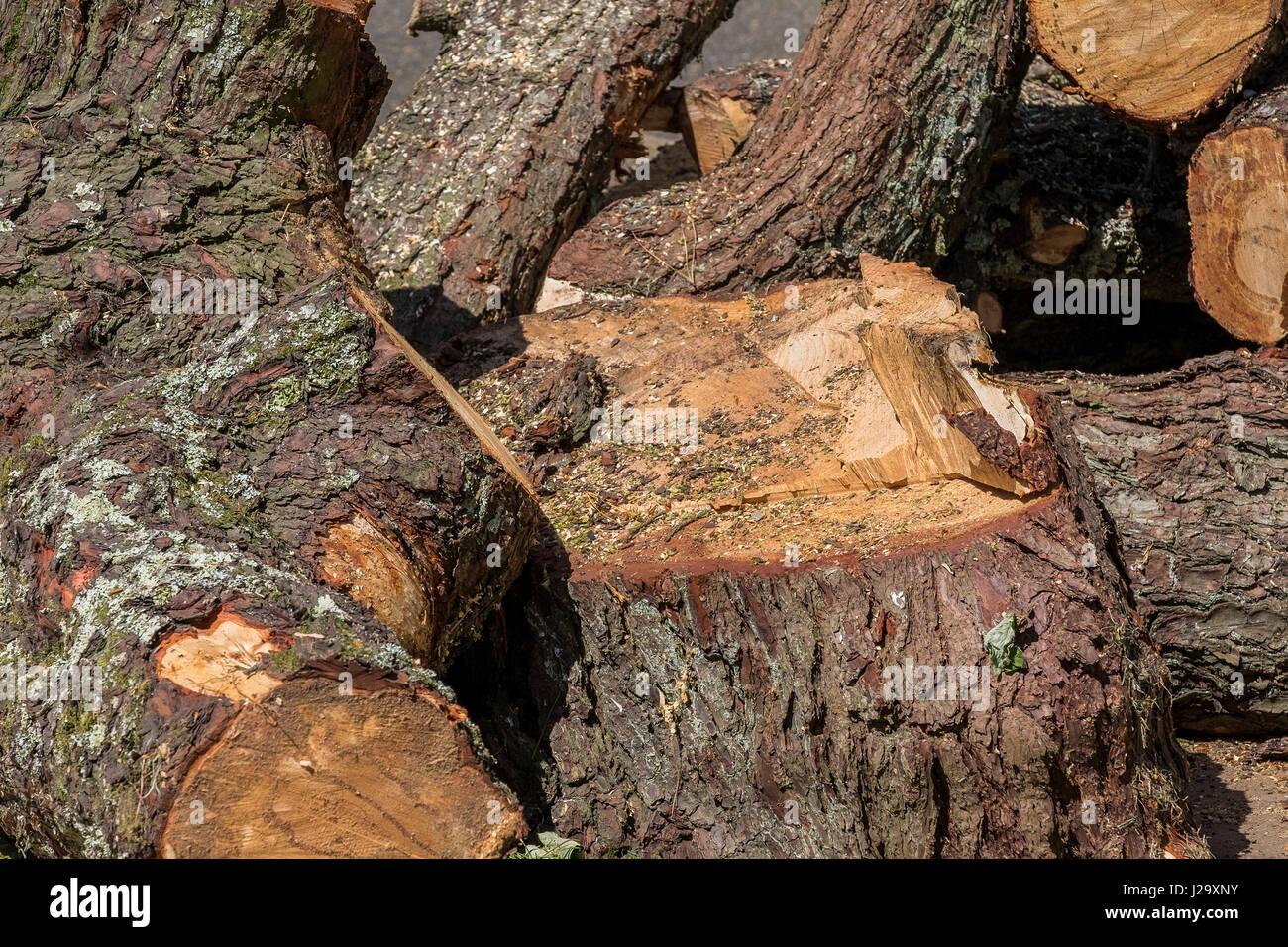 Closeup; Logs; Monterey Pine; Pinus radiata; Wood; Bark; Texture; Abstract Stock Photo
