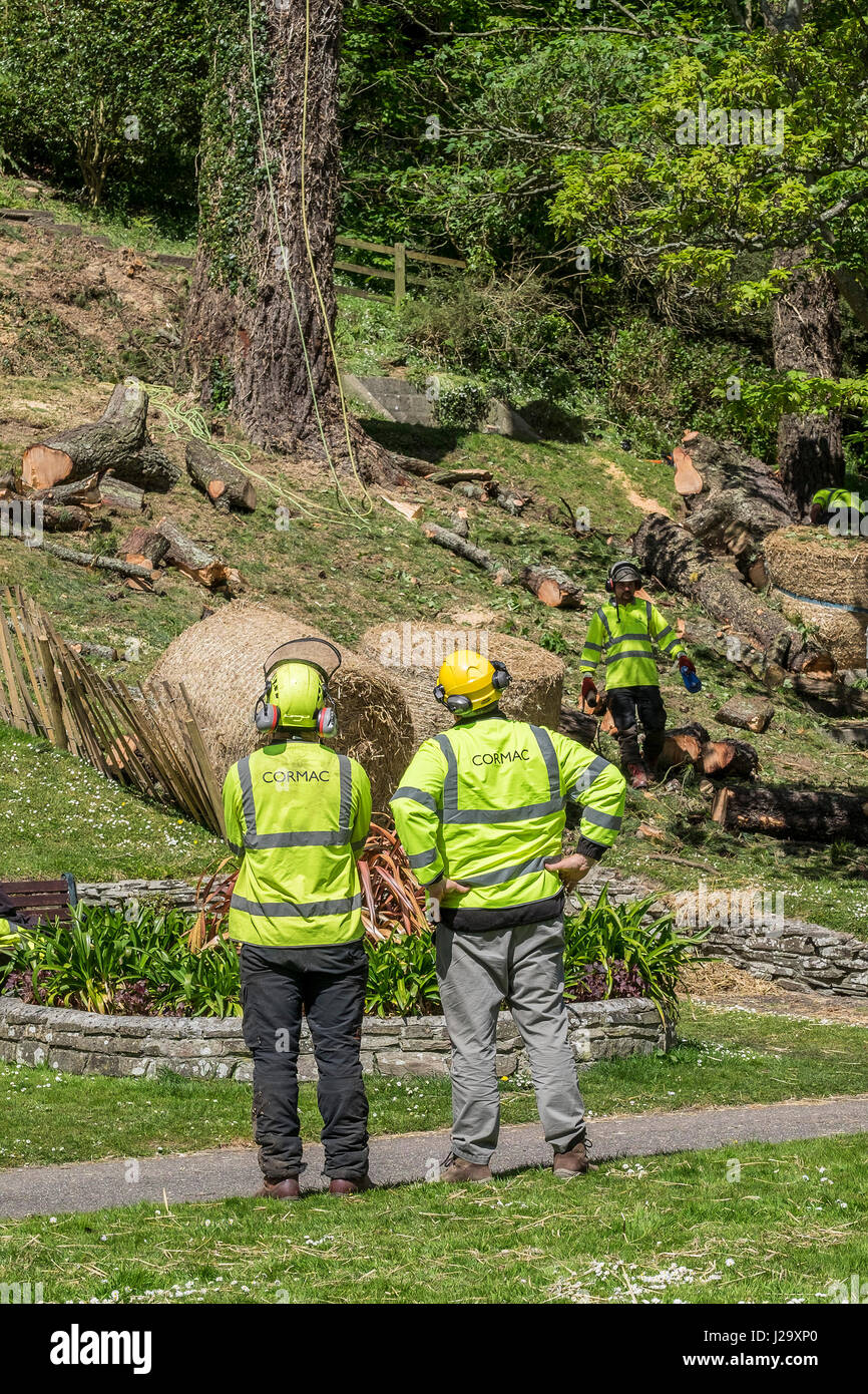 Arboriculturalist; Tree surgeon; Climbing; Tree; Rope; Ropes; Roped; Safety harness; Manual
