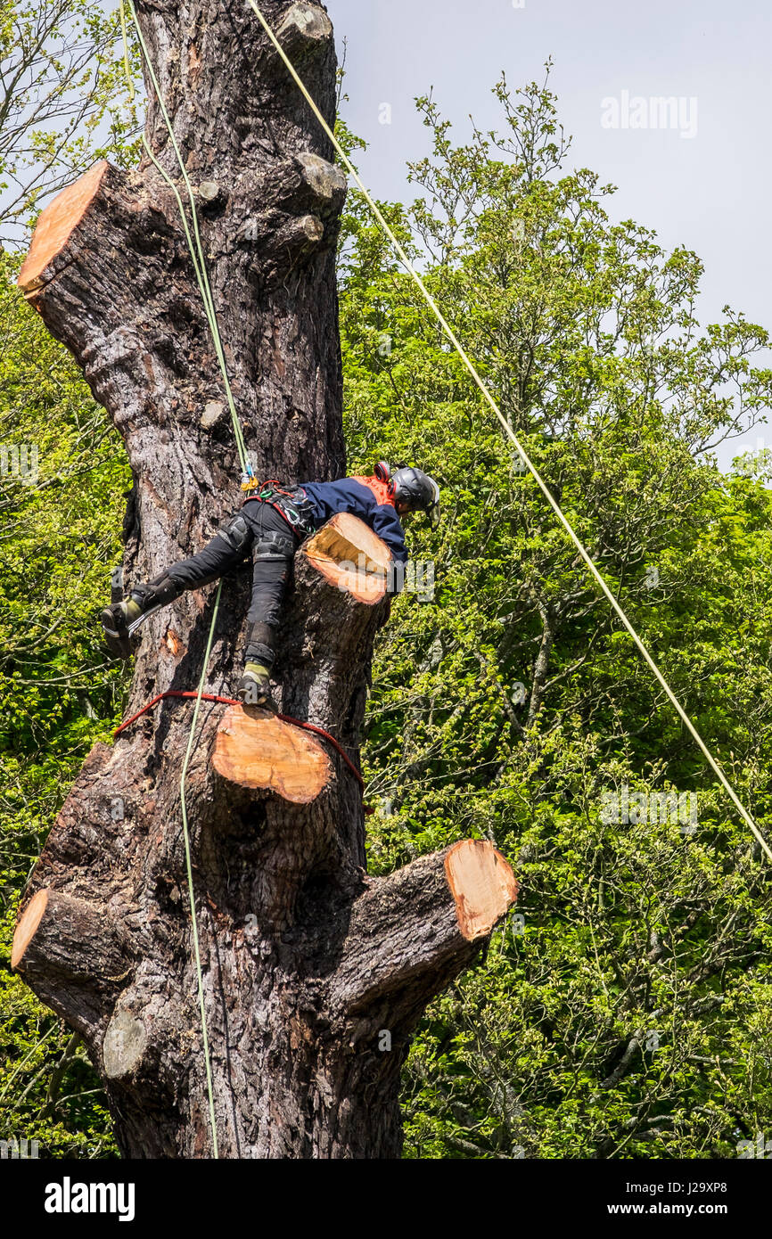 Help With Rope Choice Arborist, Chainsaw Tree Work Forum, 47% OFF