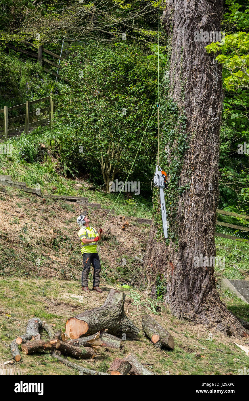 Tree surgeon; Arborist; Arboriculture; Tree trunk; Male; Safety