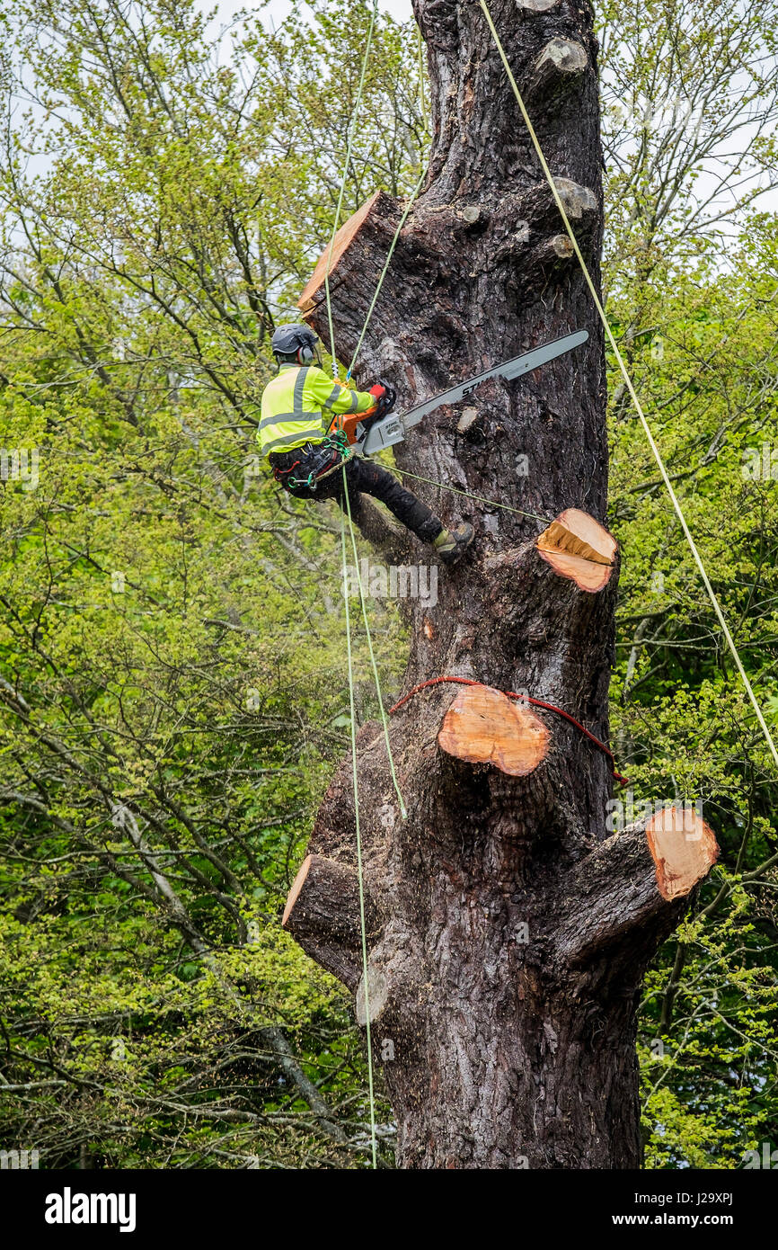 Tree Surgeon Arborist Arboriculture Expert Dangerous Occupation Cutting Down Tree Using Chain Saw Working at Height Tree Management Harnessed Stock Photo