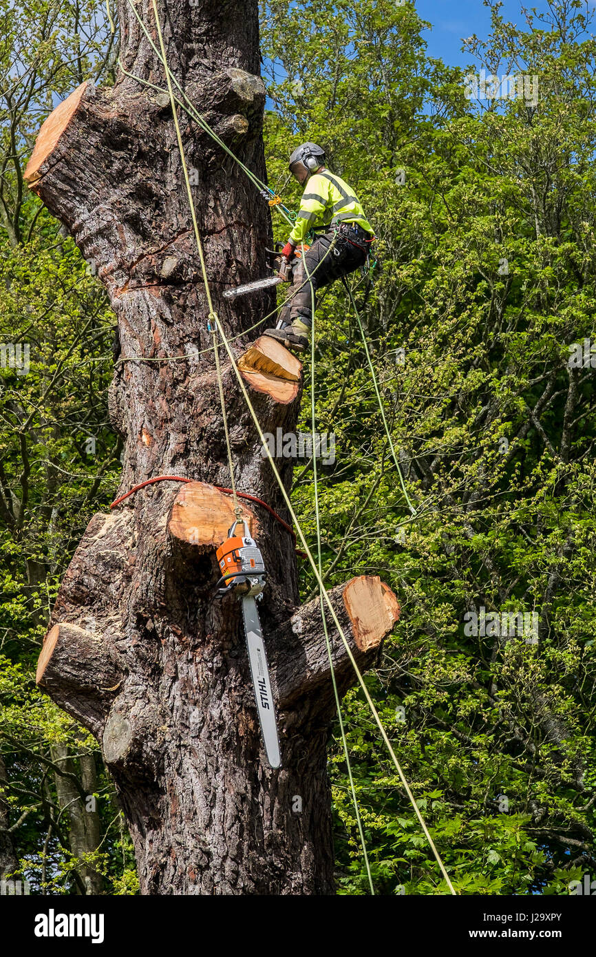 Tree Surgeon Arborist Arboriculture Expert Dangerous Occupation Cutting