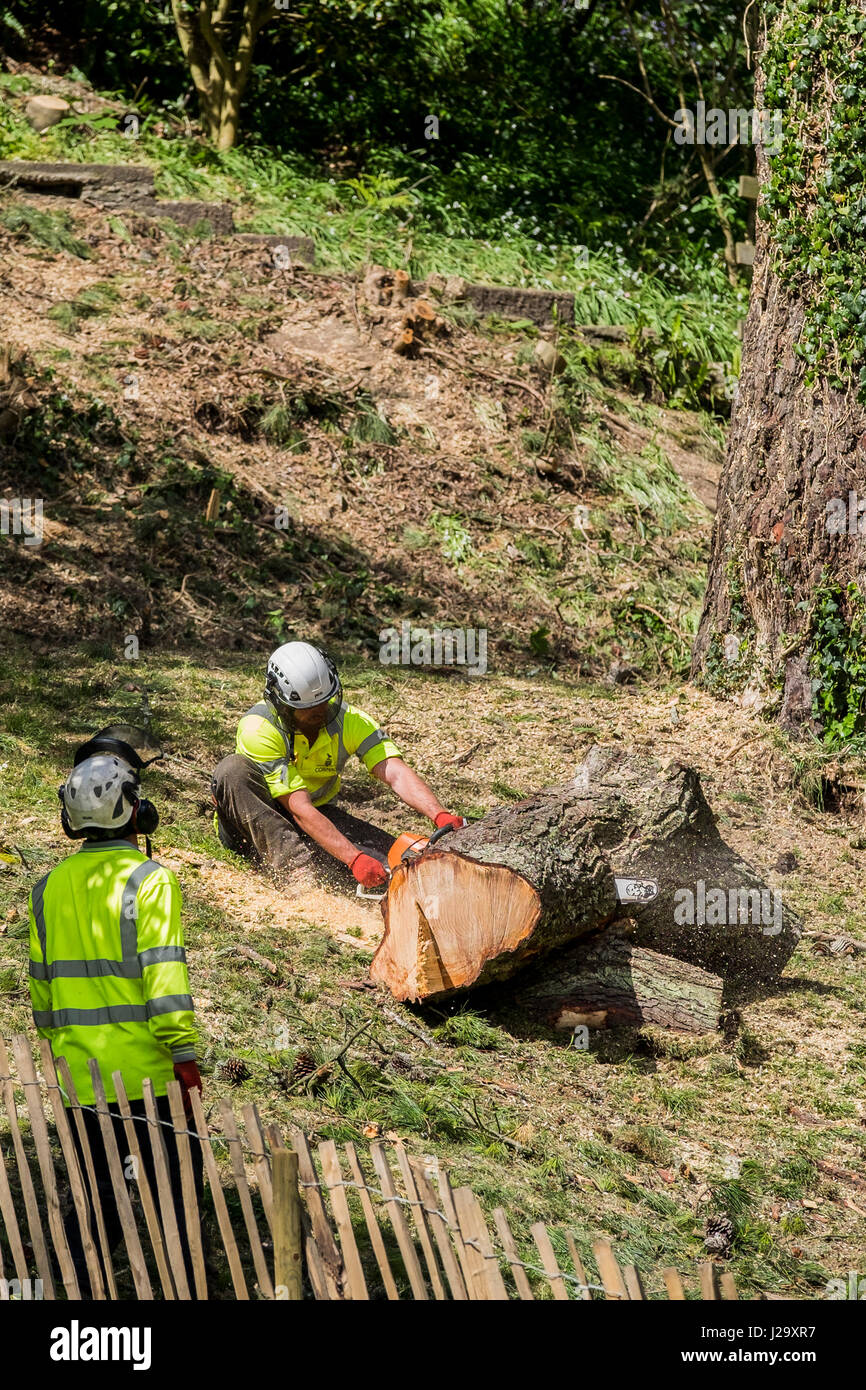 Tree surgeon Arboriculture Chainsaw Cutting Manual worker Protective workwear Equipment Workers Industrial Equipment Stock Photo