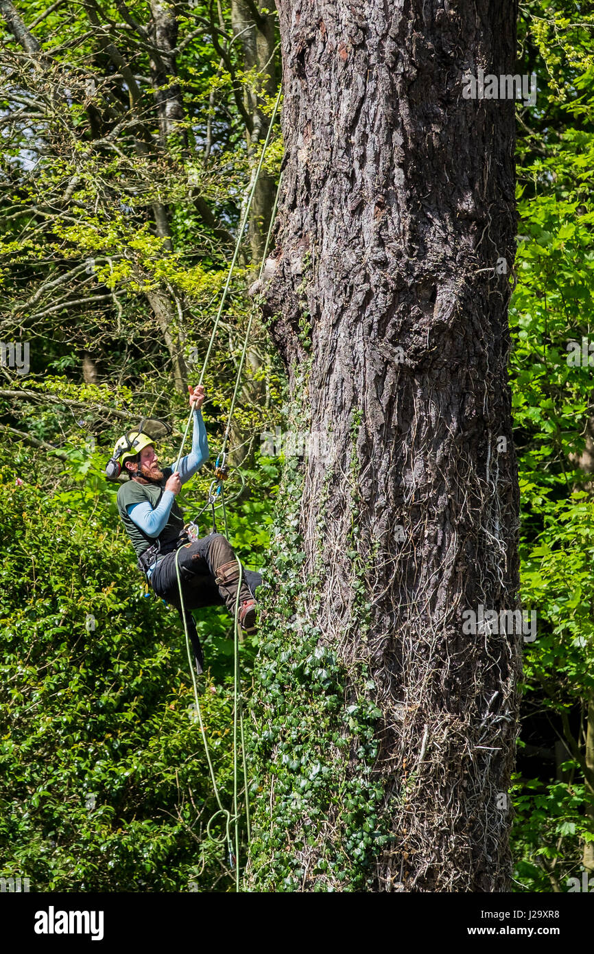 Tree surgeon Arborist Climbing Tree Arboriculture Tree trunk; Rope Safety harness Protective workwear Protective Equipment Skilled worker Stock Photo