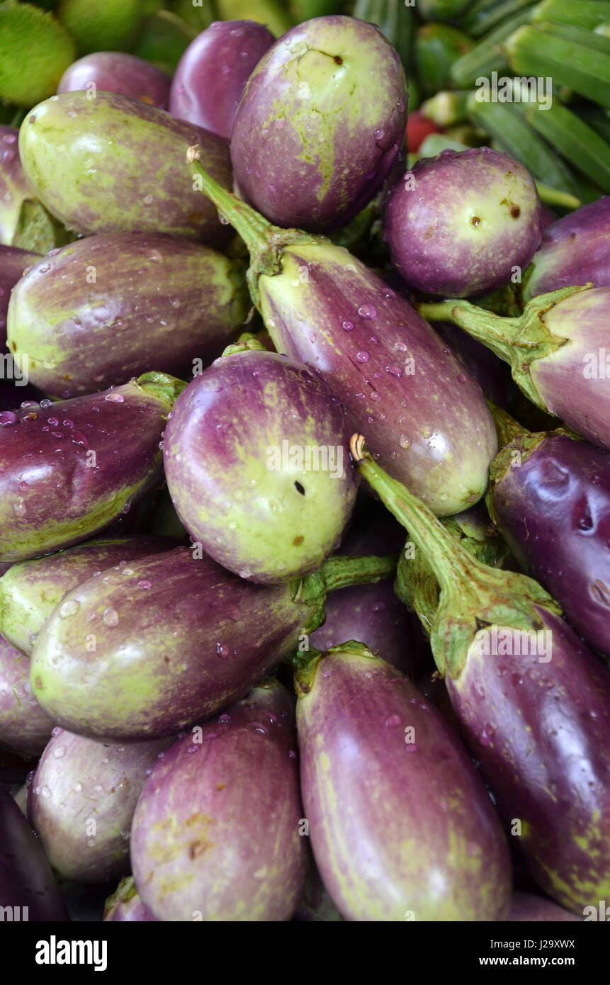 Raw ripe Eggplant display at Vegetable Stall of Local Market at Little