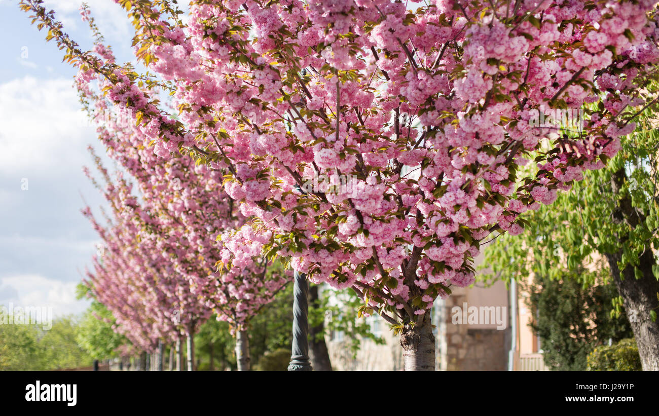 Cherry trees with pink blossom at Toth Arpad street, Budapest, Hungary Stock Photo