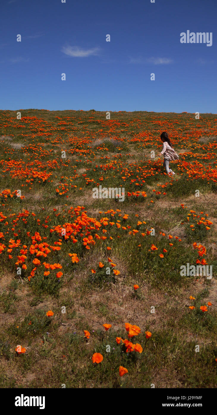 girl in the flower field Stock Photo - Alamy