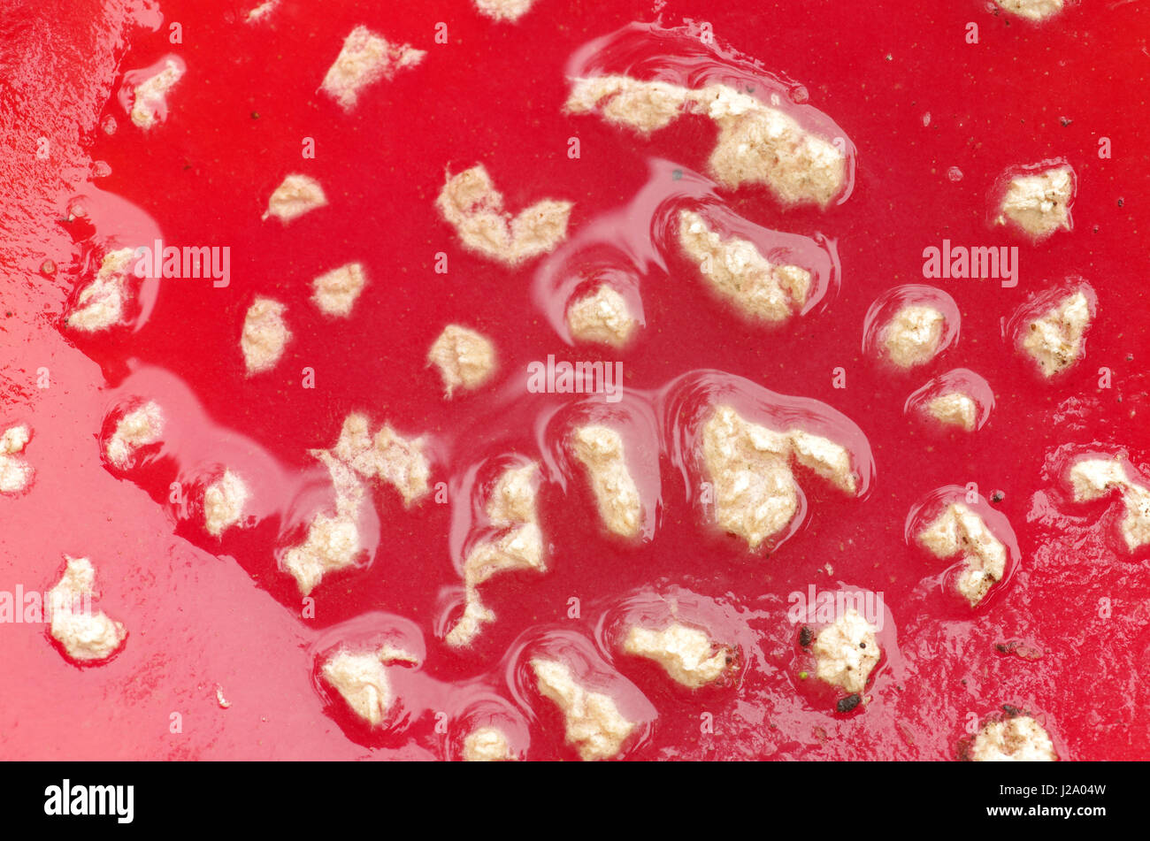 Close-up of the white flakes in rain water on the hat of fly agaric Stock Photo