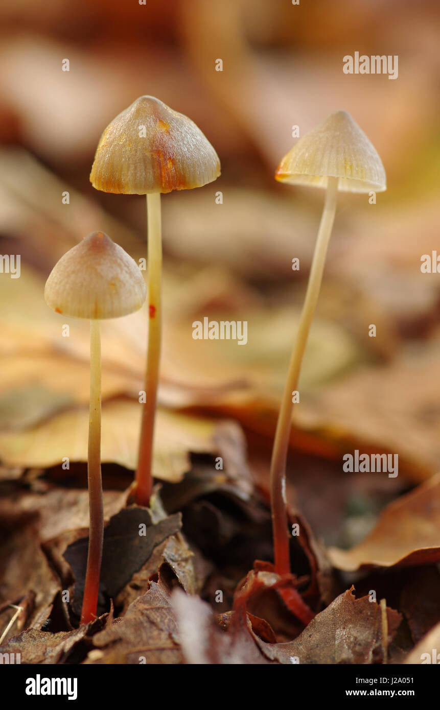 Orange milky juice appears when the stem of Saffrondrop Bonnet (Mycena crocata) is broken Stock Photo