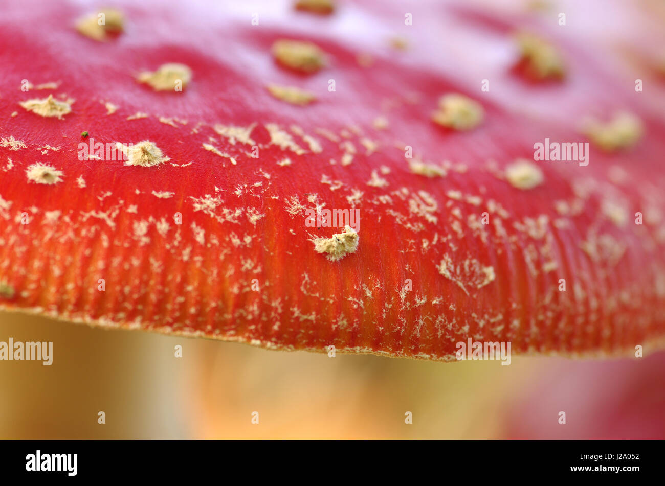 A detail of the hood of a Fly Agaric Stock Photo