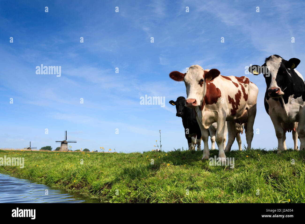 Curious cows in the polder with windmills in the background Stock Photo