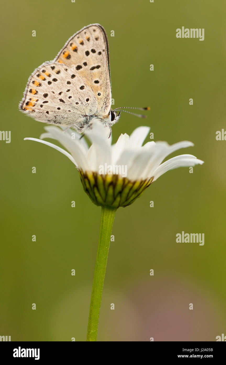 Sooty copper sitting on oxeye daisy Stock Photo