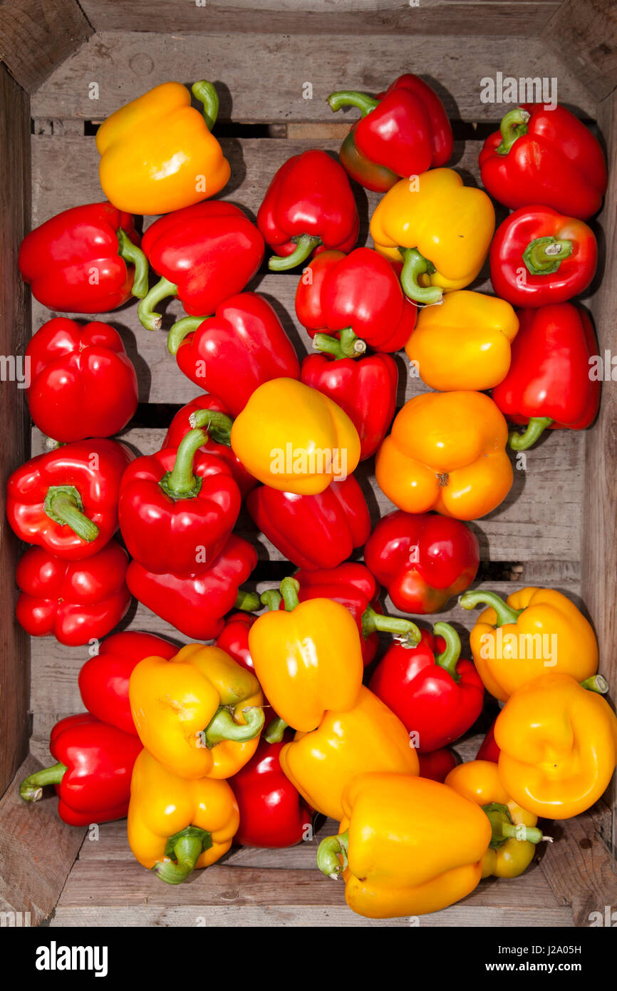 A crate with red and yellow sweet peppers Stock Photo - Alamy
