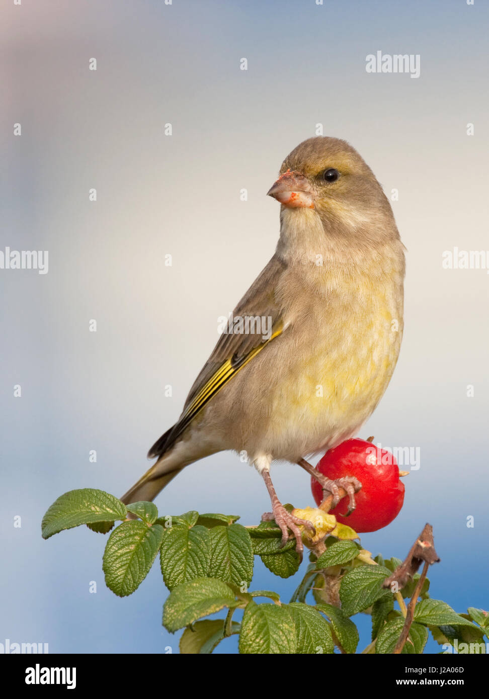 female Greenfinch foraging in a japanese rose Stock Photo