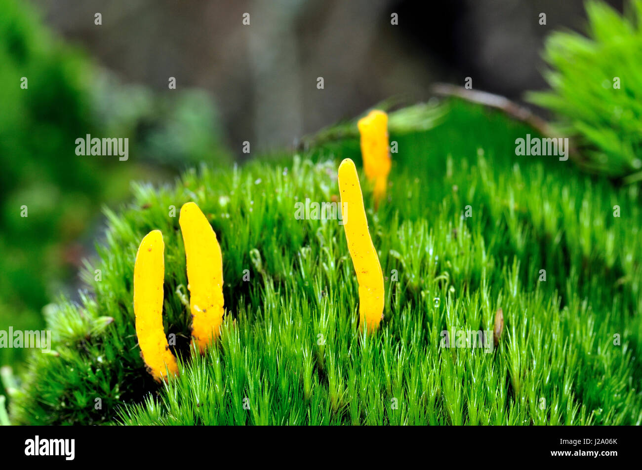 Four little Yellow clubs keep themself standing between the moss. Stock Photo