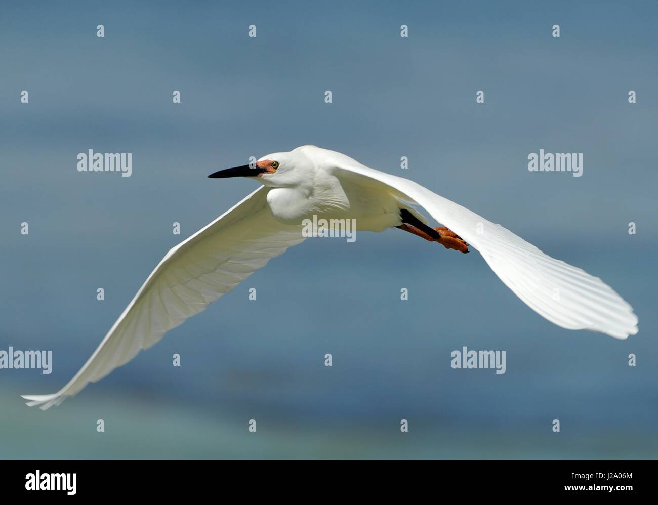 Flying white morph Dimorphic Egret Stock Photo - Alamy
